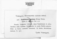 Cryptomyces maximus image